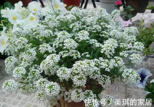 盆栽|适合盆栽吊起来养的花,这些花觉得值得你养