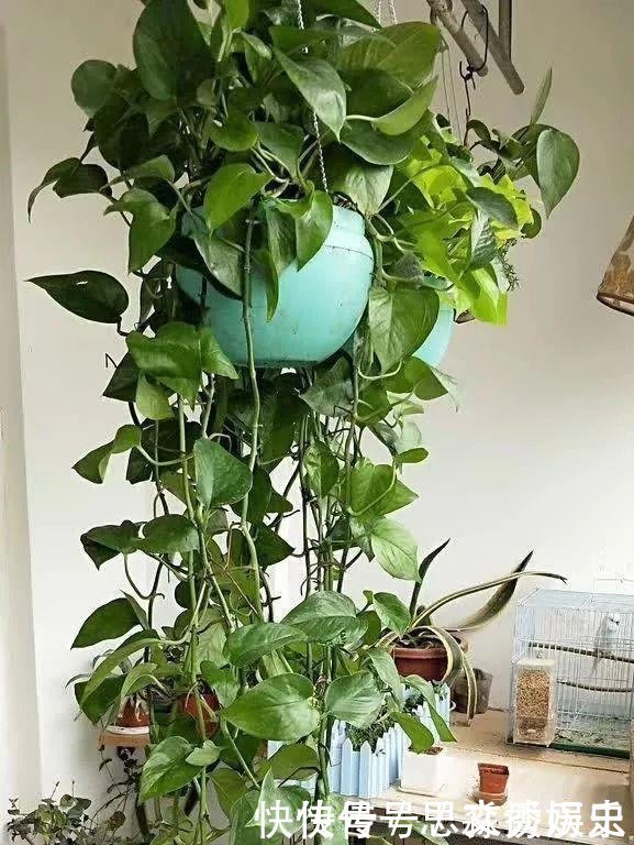 10米长的绿萝,阳台放不下了,看看他是怎么养的吧