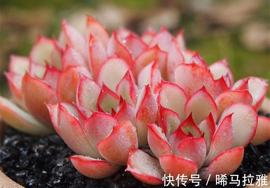 养多肉需要3个硬条件,如果达不到,其它条件再好肉肉也难出状态