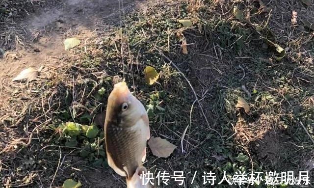 冬钓鲫鱼的“偷懒”玩法,筏竿配上串钩,再也不怕鱼儿跑远了