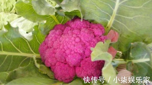 蔓越莓|女性可以坚持吃以下食物，排毒养颜，延缓衰老，好处多多