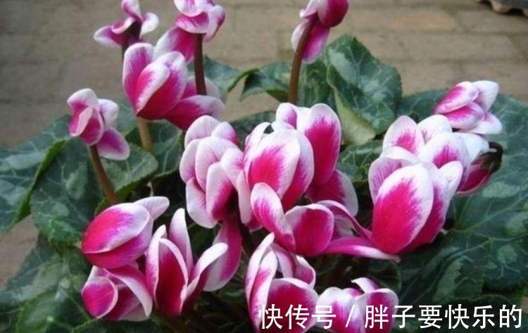 几种花是开花大户,家里养一盆,开花美长势旺,颜值超高的