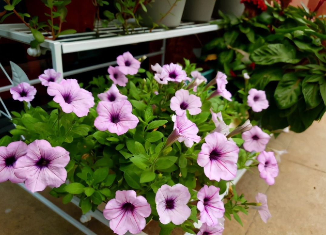 园土|总结养花“十大问题”,只要学会,你就是养花大神