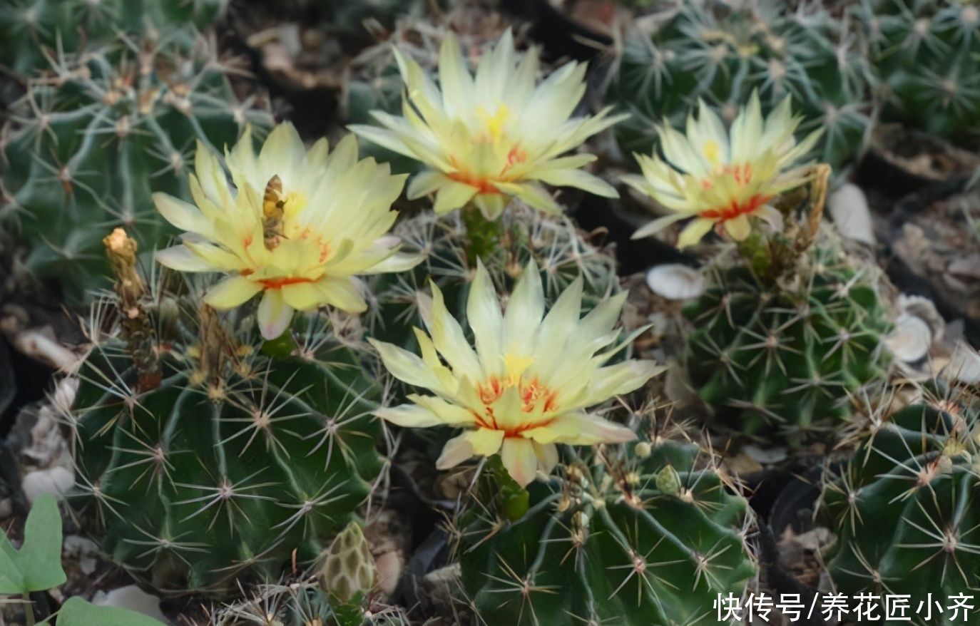 仙人球中有六个品种，它们是“开花劳模”，条件达到可以四季开花