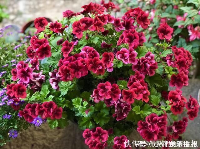 公认难养的20种花,养一盆死一盆,下次还敢买