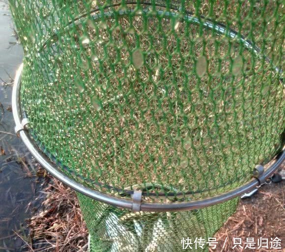 鱼比水多,河里野生鱼“暴动”,随手可捞,这是怎么回事!