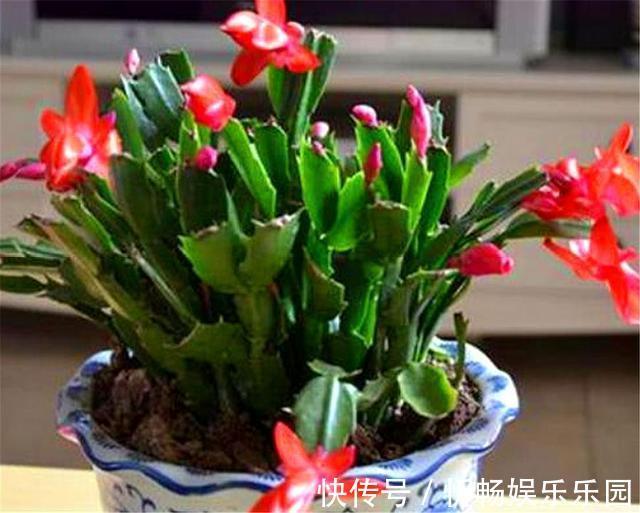 蟹爪兰花后养护很重要,仅仅修剪还不够,做好这4点,开花大又多