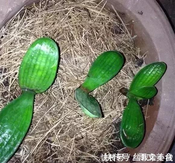 浇花|盆里灌点饮料，盆土疏松有营养，10年不用换土花也长得旺