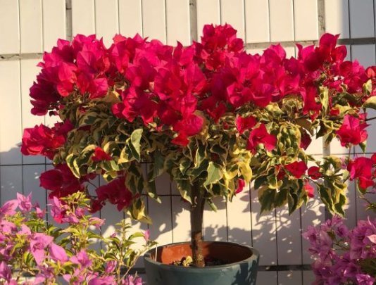 多肉植物|8种常见的花夏季就得“狠劲晒”,越晒长得越旺,越晒越容易开花