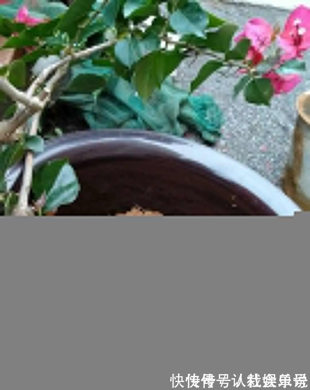 生石灰|养花技巧：花盆里出现这个，抓紧换盆，不然一浇水就死翘翘