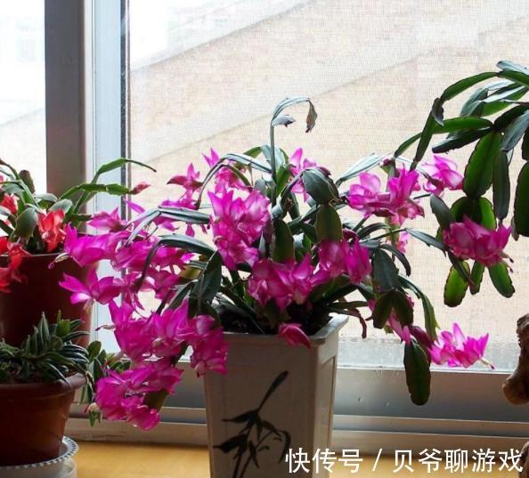 植株|11月养蟹爪兰，花盆里掺点“小东西”，叶片坚挺如钢，能开花不断