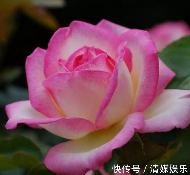 无尽夏|适合夏季养的花,好活易爆盆,花色柔美,花朵烂漫迷人,美爆了