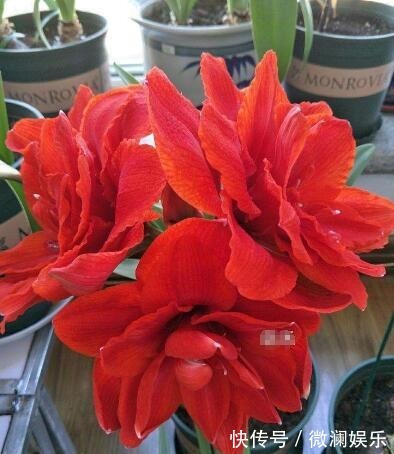 朱顶红开花之后,一个“小动作”,又开一茬花,花大色艳特别美!