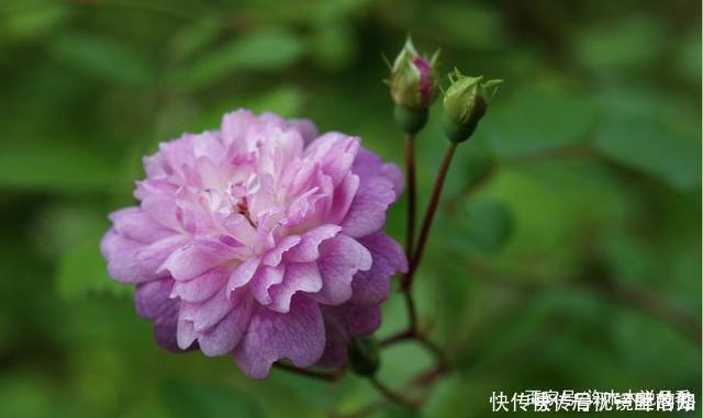 花色|20款紫色月季品种。浓香、抗病非常好养,天然紫色唯美盛开