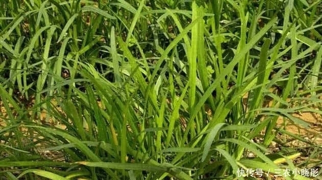 草药|农村此种不起眼的野草，以前农民常常当成韭菜，现在是珍贵草药