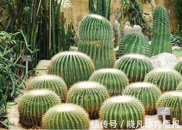 有毒|这3种花“不吉利”,再喜欢也别放在屋里养,家里有的快扔掉