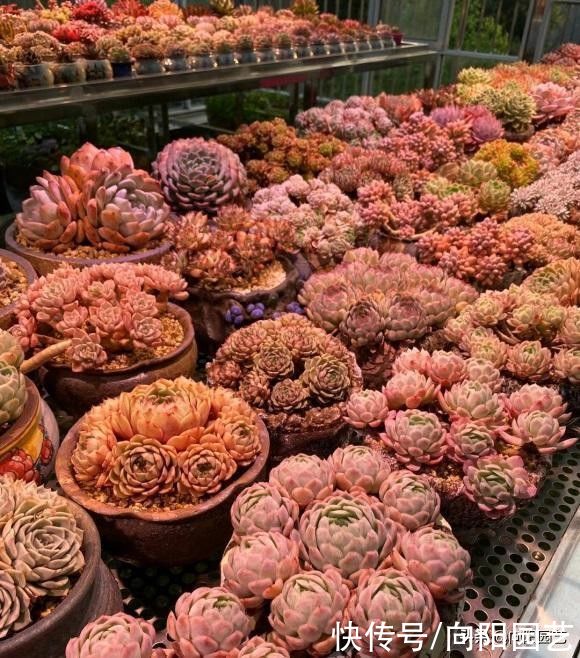 补光灯能降徒长？很多人都用错了，长时间照射，影响多肉健康