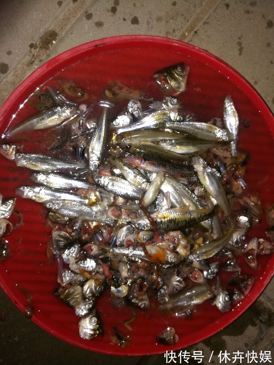 李大爷养花，2种水“浇灌”所有花，1盆比1盆旺，从不买“花肥”