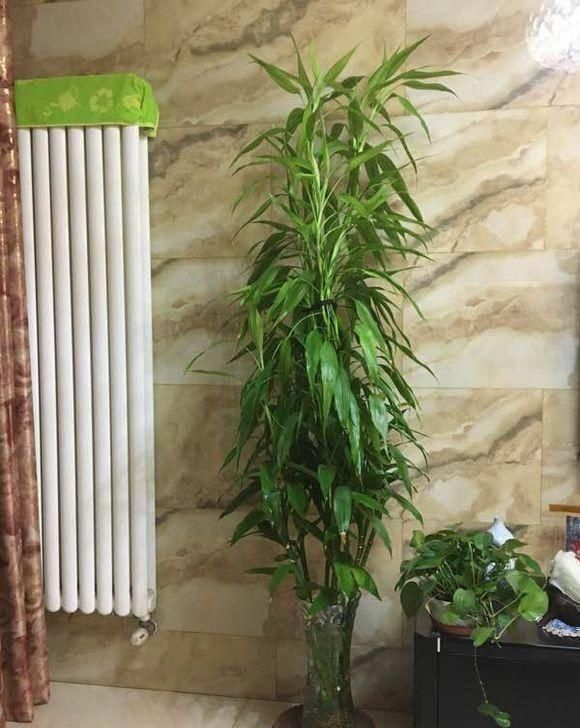 米醋|这4种花最喜欢“吃醋”,施肥前喝点醋,枝叶茂盛花芽更旺