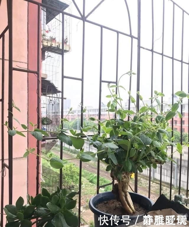 如何给屋里“添香”,3种植物随便选一种就可以,出门身上带香气