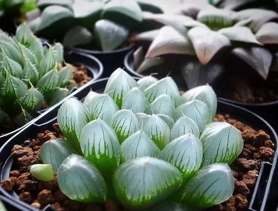 名贵植物排行,令人大开眼界!