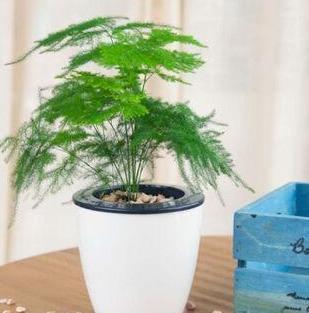 文竹盆土里插个“神器”，盆土状况一目了然，变成茂密“小森林”