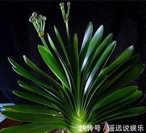 頻率|养君子兰重点在于浇水，掌握好它的习性，花开长势旺盛，四季常青