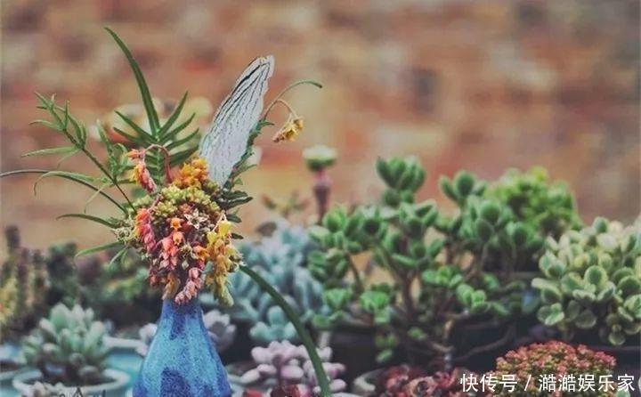 扦插|多肉长花箭被他剪断插土里,7天就生根!