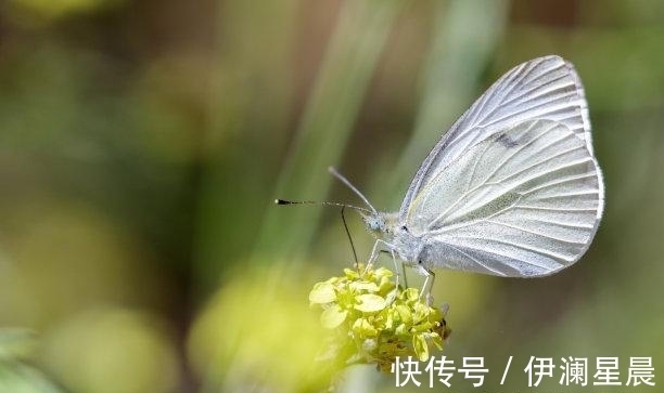 属兔|往后1天，桃花有情，三大生肖不容拒绝，真情动人