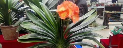 君子兰不开花,却不知道问题在哪?老花匠:这些地方有讲究