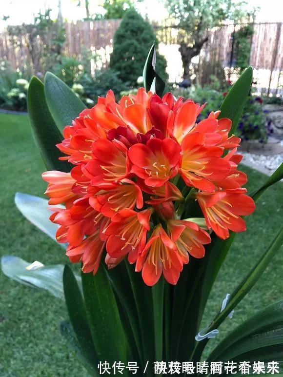 钾肥|君子兰长得太慢学几招,叶子猛长花开不断,美翻天!