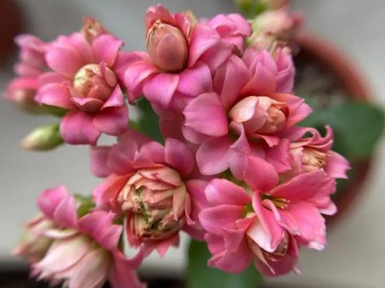 品种|75个长寿花品种,一个比一个美,一起来认识一下吧!