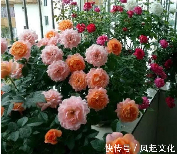 蟹爪兰、月季盆里加点“它”，花苞呼呼冒不停，一个月花朵开满枝