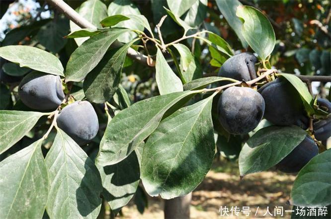 女性养生常吃3种食物,排毒养颜,调理肠胃,清理体内毒素