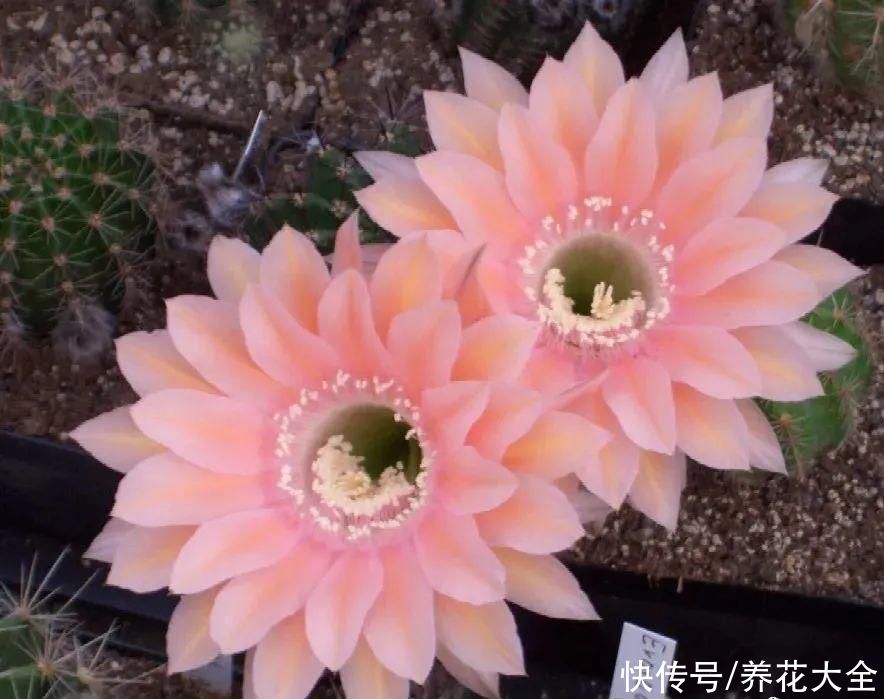 耐旱|10种“养不死”的花，绿萝只能排最后一名，养死3种以上的举手