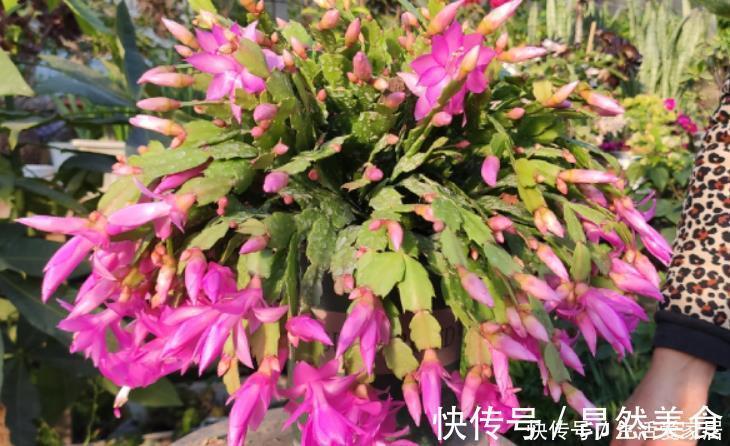 蟹爪兰要会“掐”，经常“掐一掐”，叶片又厚又大，一年花开多次