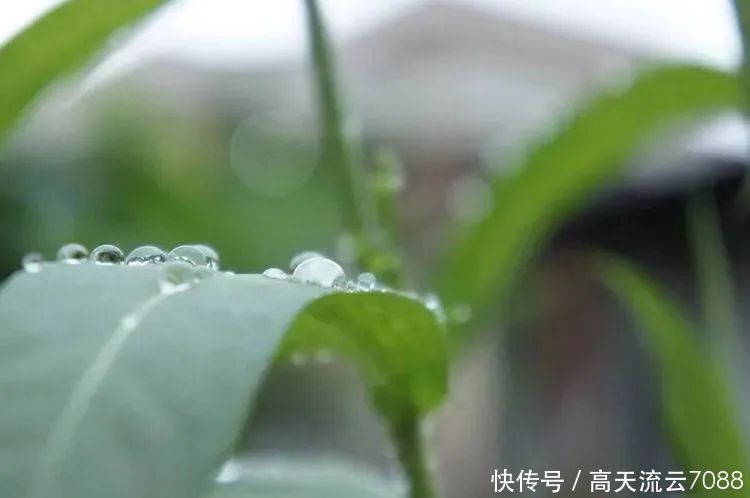 七绝《春之雨景》新韵