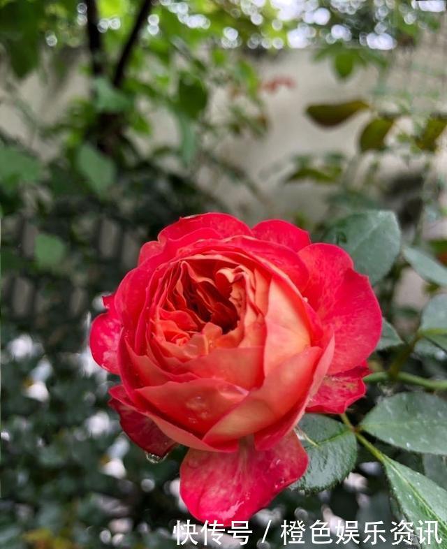 细数10种狼牙棒月季,怕刺的可绕道