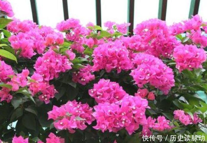 喜欢赏花,试试养护此款小花,开花多轻松爆成花海