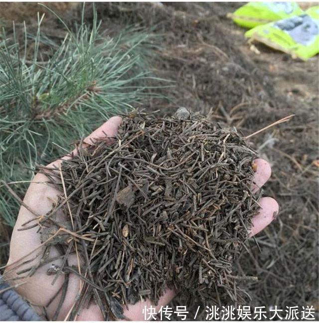 养君子兰,捡回“2种料”,扔盆里,根系旺,开花多,美极了