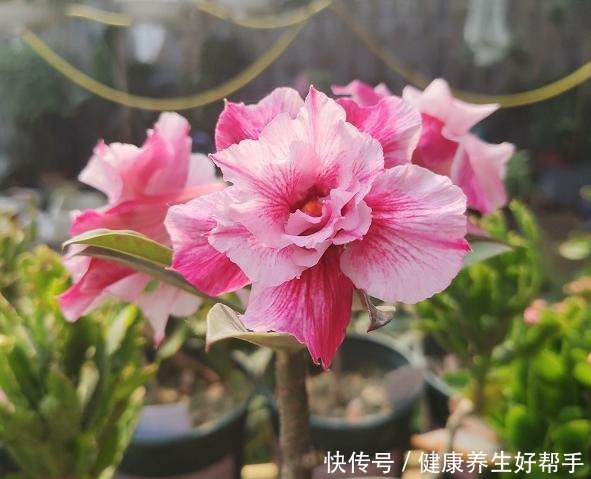 4种懒人植物,阳台养几盆,基本不用浇水,都能四季不停开花!