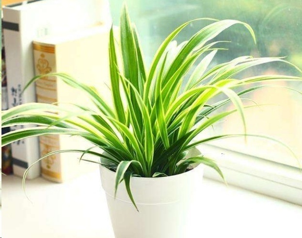 风信子|这18种超级好养的植物,养花新手也能养的很好!