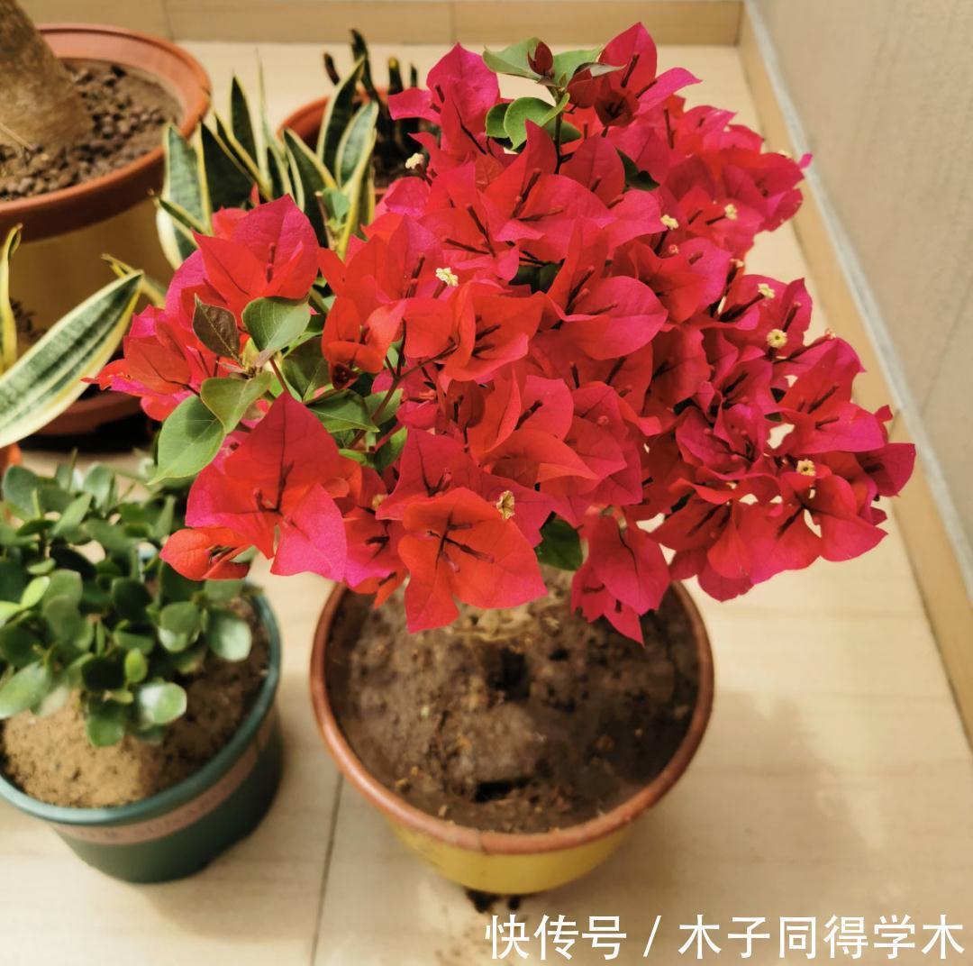 7种花，立秋后换盆，秋冬才能越养越好