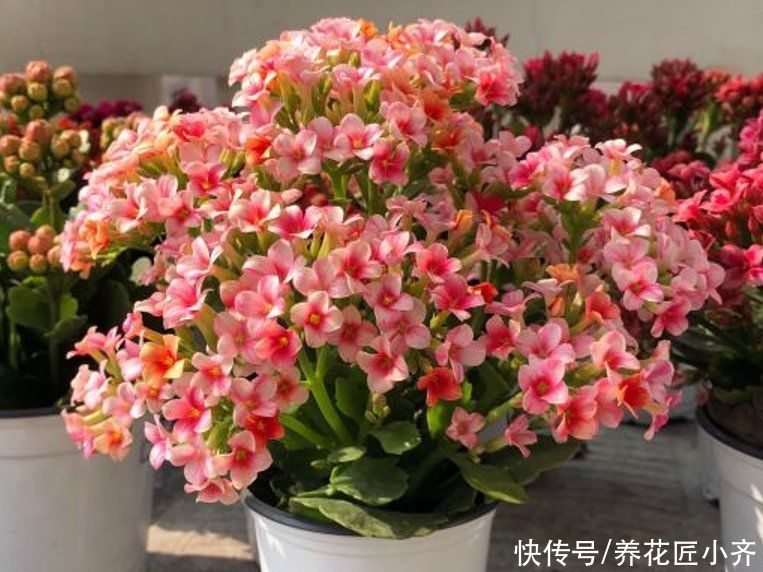 养护|长寿花应该摆放在哪里？新手四季养护指南告诉你，让它叶绿花多