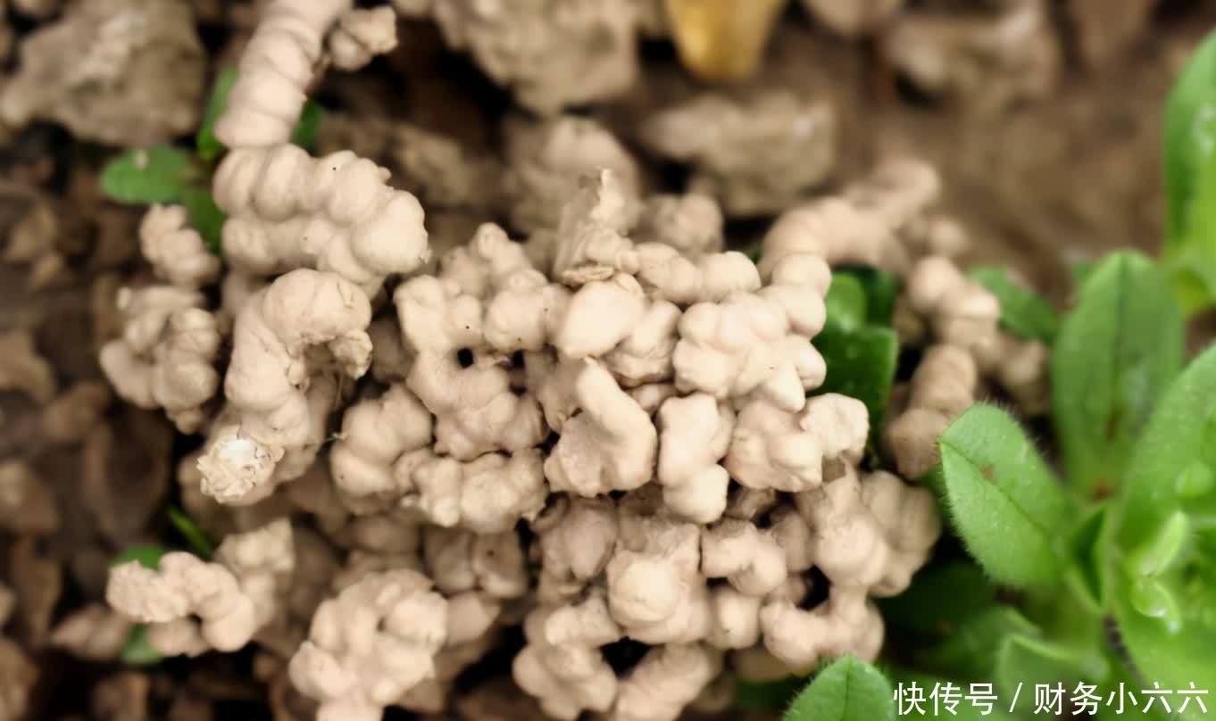 盆栽|养花施肥有技巧,不想烧根、烧叶或没效果,先在这学学吧