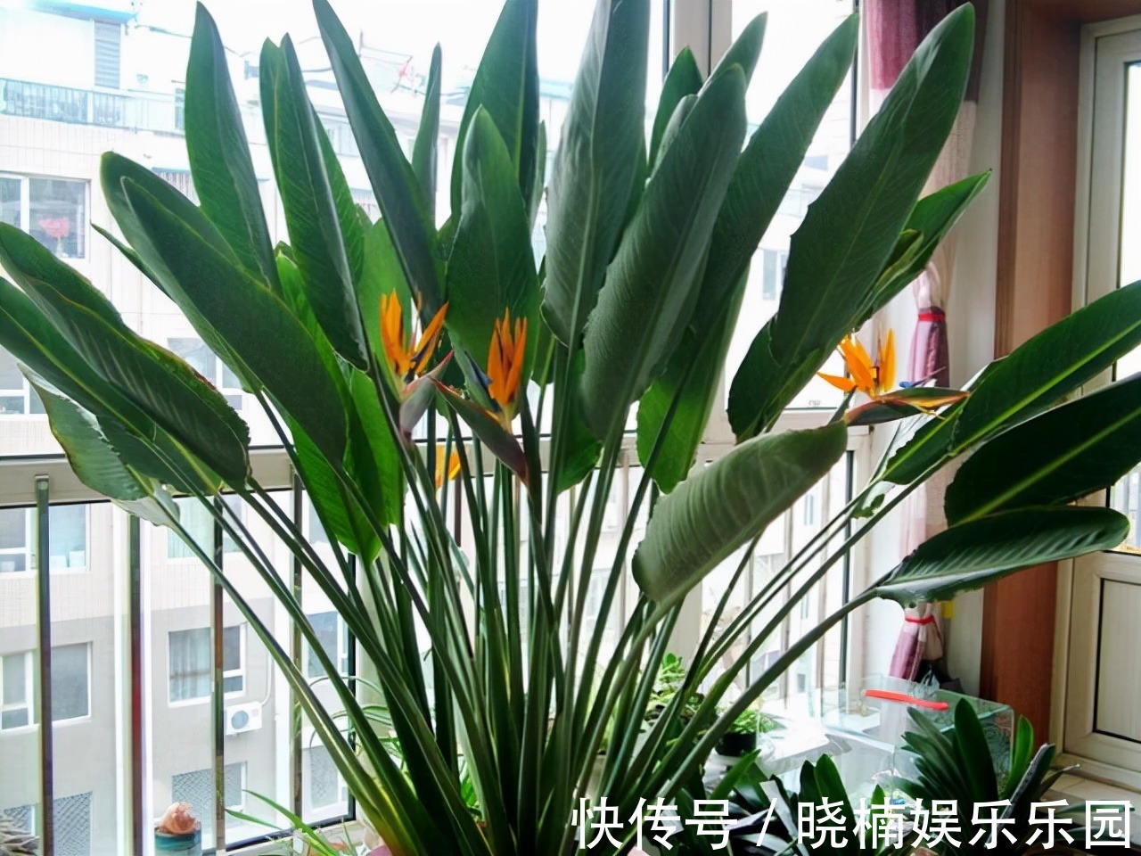 客厅见树,后代富足,7种“吉利树”,随便养一盆,养人又旺家