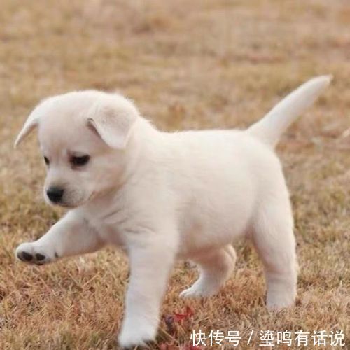 小恶魔|新手养狗,这0~12个月狗狗成长指南,赶快来看看吧