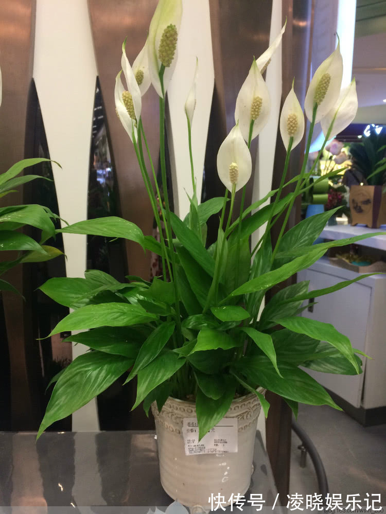 散尾葵|12种“健康花”,家里没太阳,照样长爆盆,贵气漂亮,旺家又养人