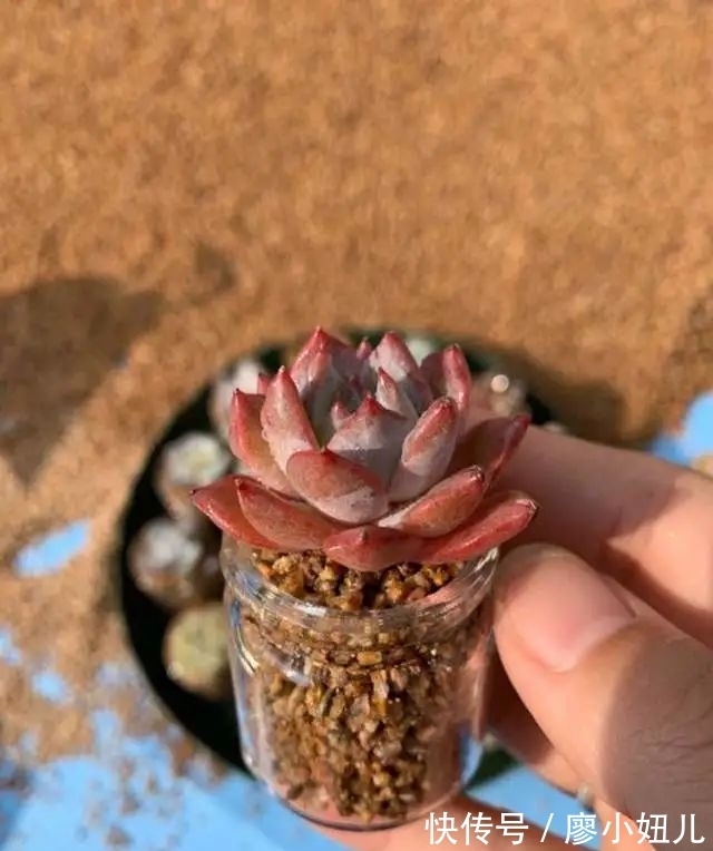 玻璃瓶纯颗粒养多肉,干净又好养,越养越上瘾