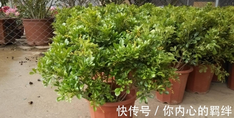 作为新手，学会草木灰、蚯蚓粪的用法，就不用怕养花施肥出问题